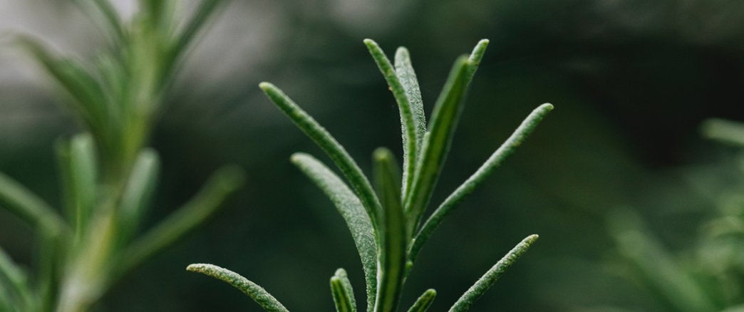 The 411 on our Ingredients